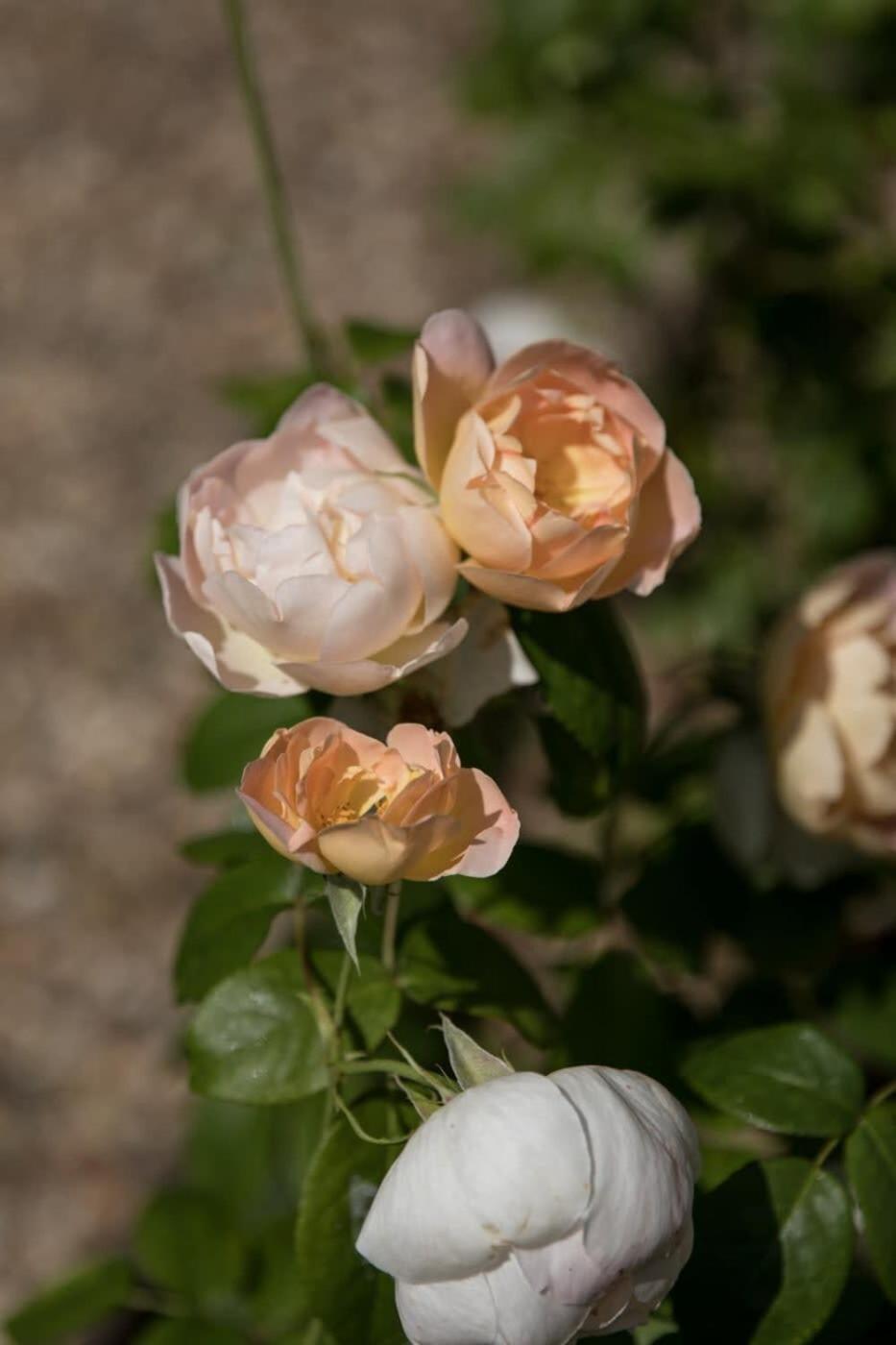 Two Rose Walk Cottage Cotswolds Moreton-in-Marsh 外观 照片